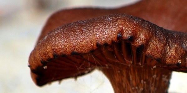 dark brown mushroom macro