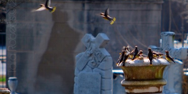 birds playing in a cemetery urn
