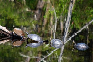 turtles on a log