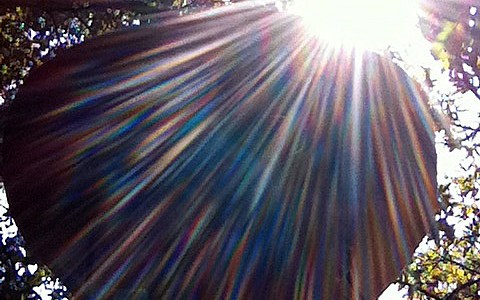 sunflare self portrait