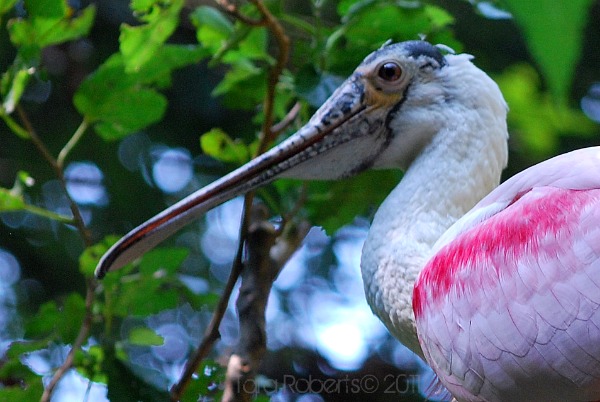 spoonbillWM
