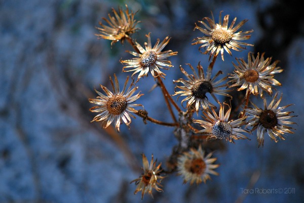 dried flowers