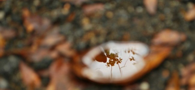 reflection in leaf pool