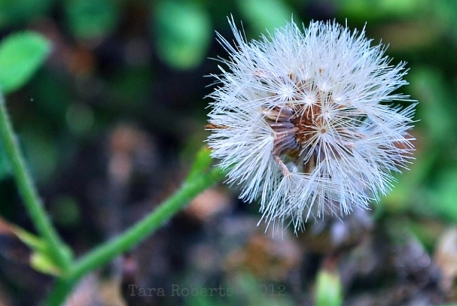 dandelion fluff