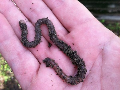 earthworm