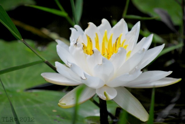 waterlily12