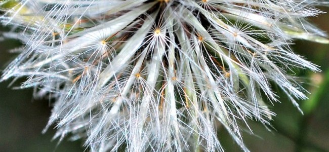 dandelion seeds