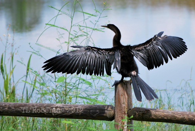 cormorant