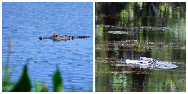 gator Collage