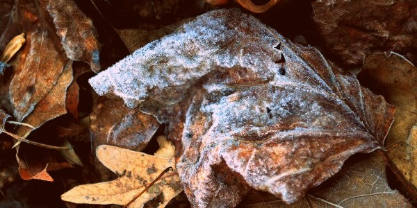 frost on an oak leaf