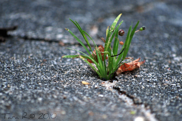 grass in sidewalk crack