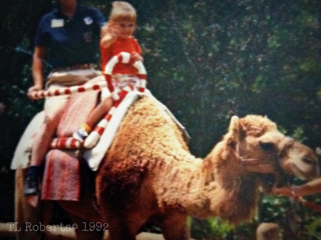 Camel rides
