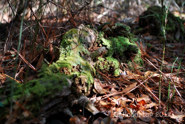 forestcarpet