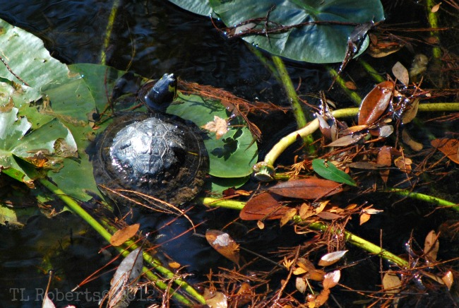 terrapin