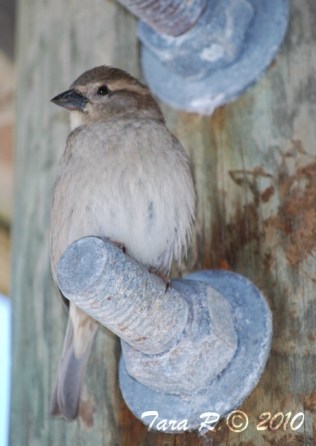 wren nesting