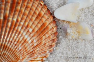 orange striped shell