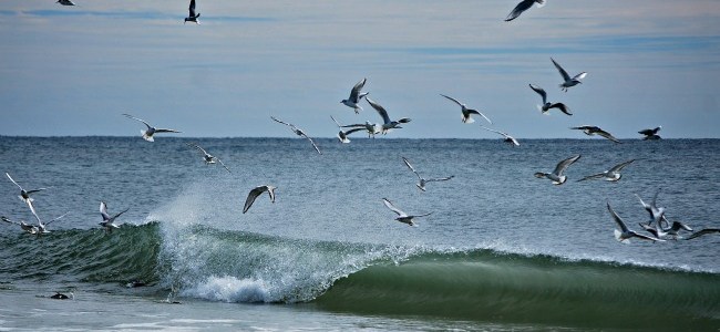 seagull flock feeding