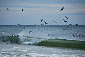 seagull flock feeding