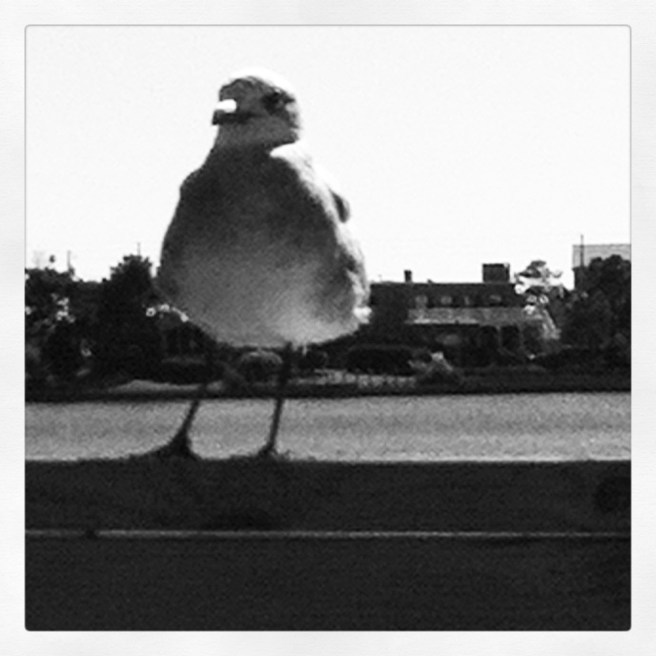 windswept seagull