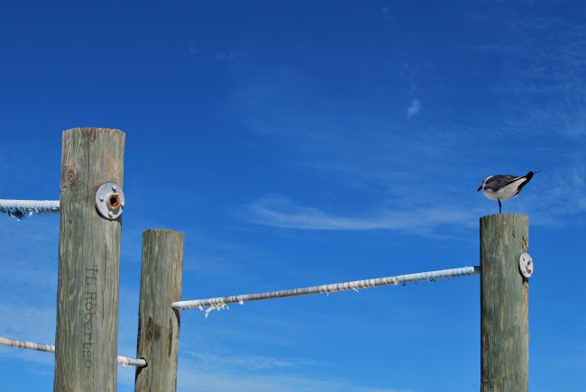 pillars and seagulls