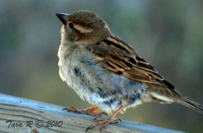 wren_wm