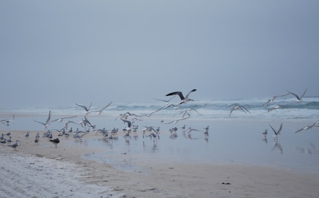 seagulls on the beach