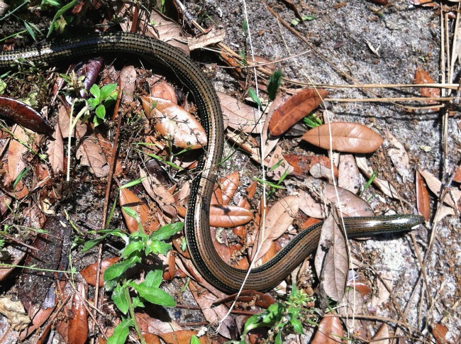Florida stripe snake