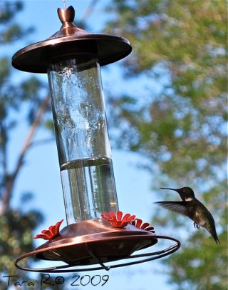 emerald green hummingbird
