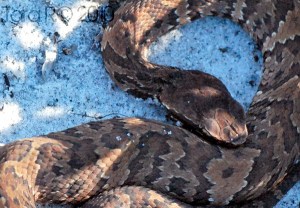cottonmouth snake