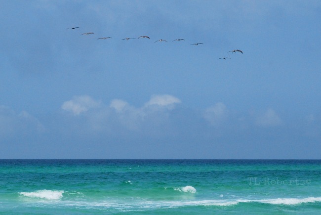 pelican flock