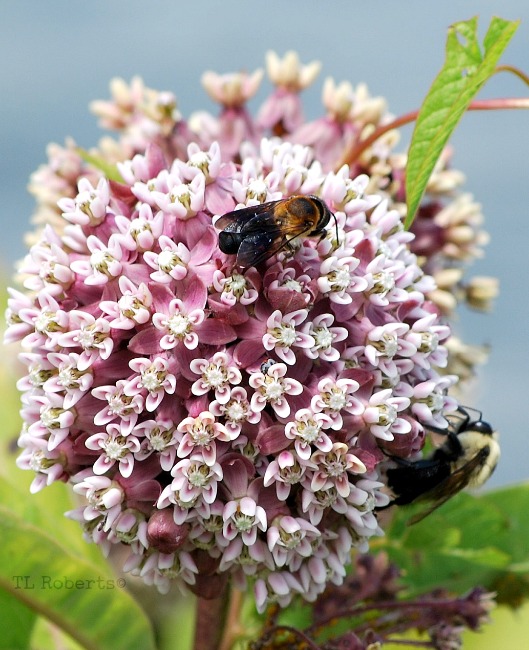 bees on pink milkweed