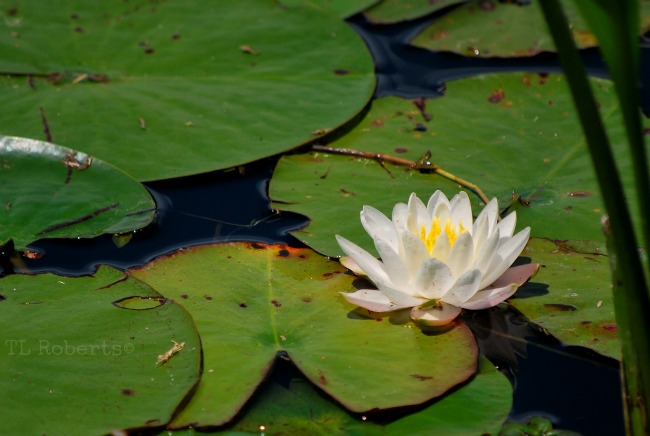 waterlily