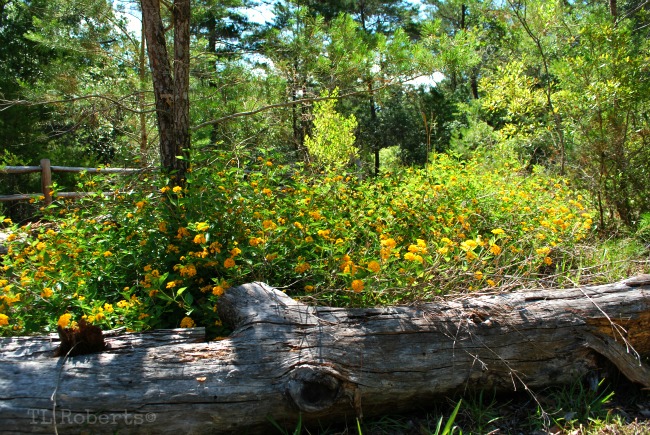 yellow wildflowers