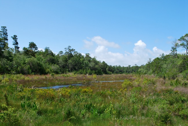 Florida marsh