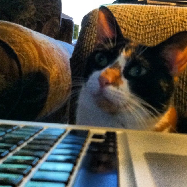 cat and keyboard