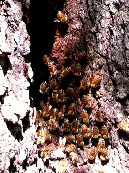 tree trunk bee hive