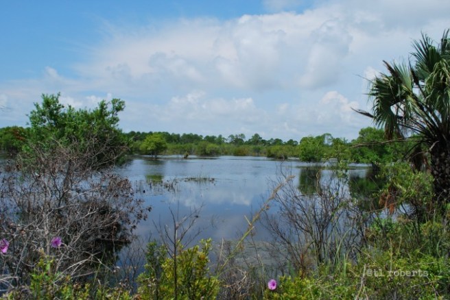 St. Andrew's Gator Lake