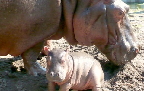 mother and baby hippo