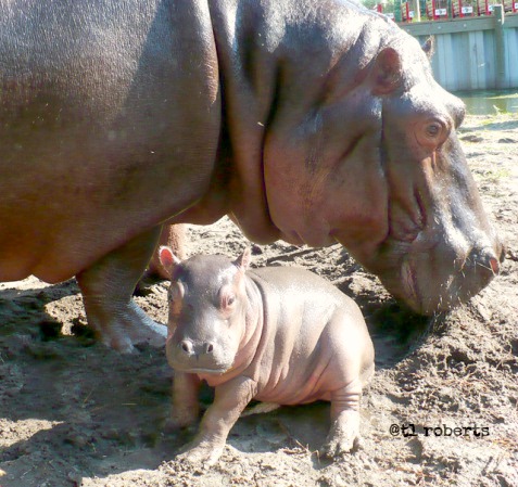 mother and baby hippo