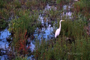 ibis in a marsh