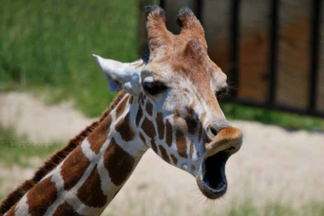 giraffe