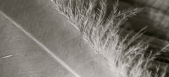 down feather