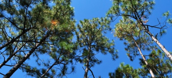 tall pines sky sho