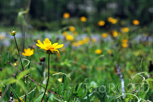 yellow daisies
