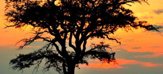 tree silhouette at sunset