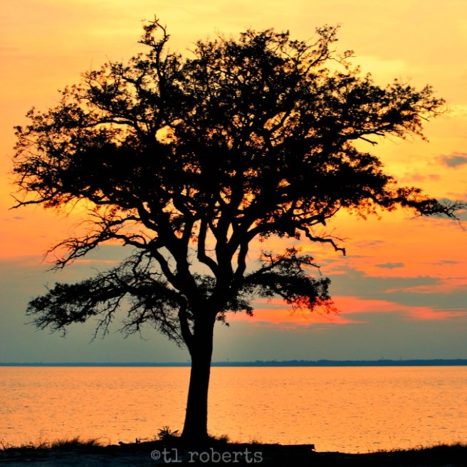 tree silhouette at sunset