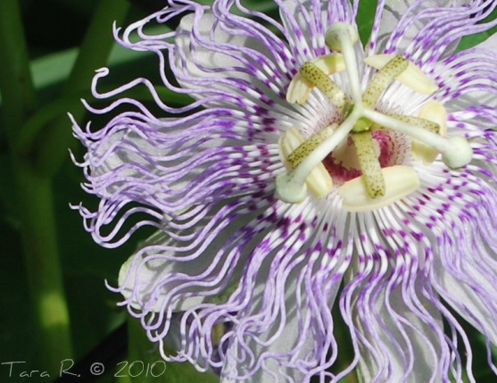 passionflower_wm
