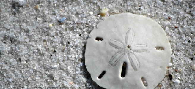 Sand dollar