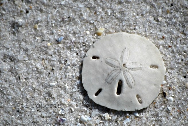 Sand dollar