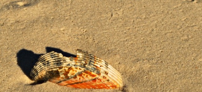broken shell on beach